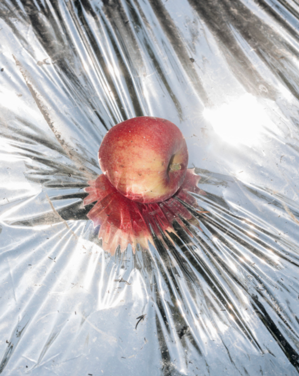 Trespasser - Garrett Grove - Untitled (Honeycrisp), 2015