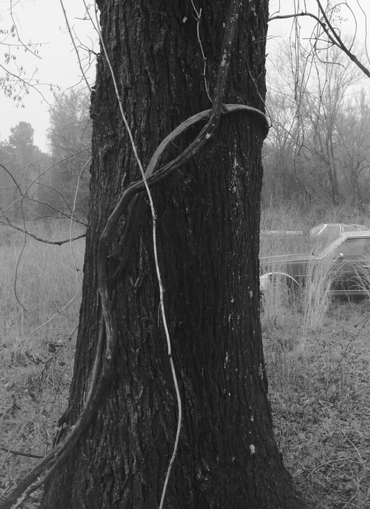 Trespasser - Bryan Schutmaat - County Road 15