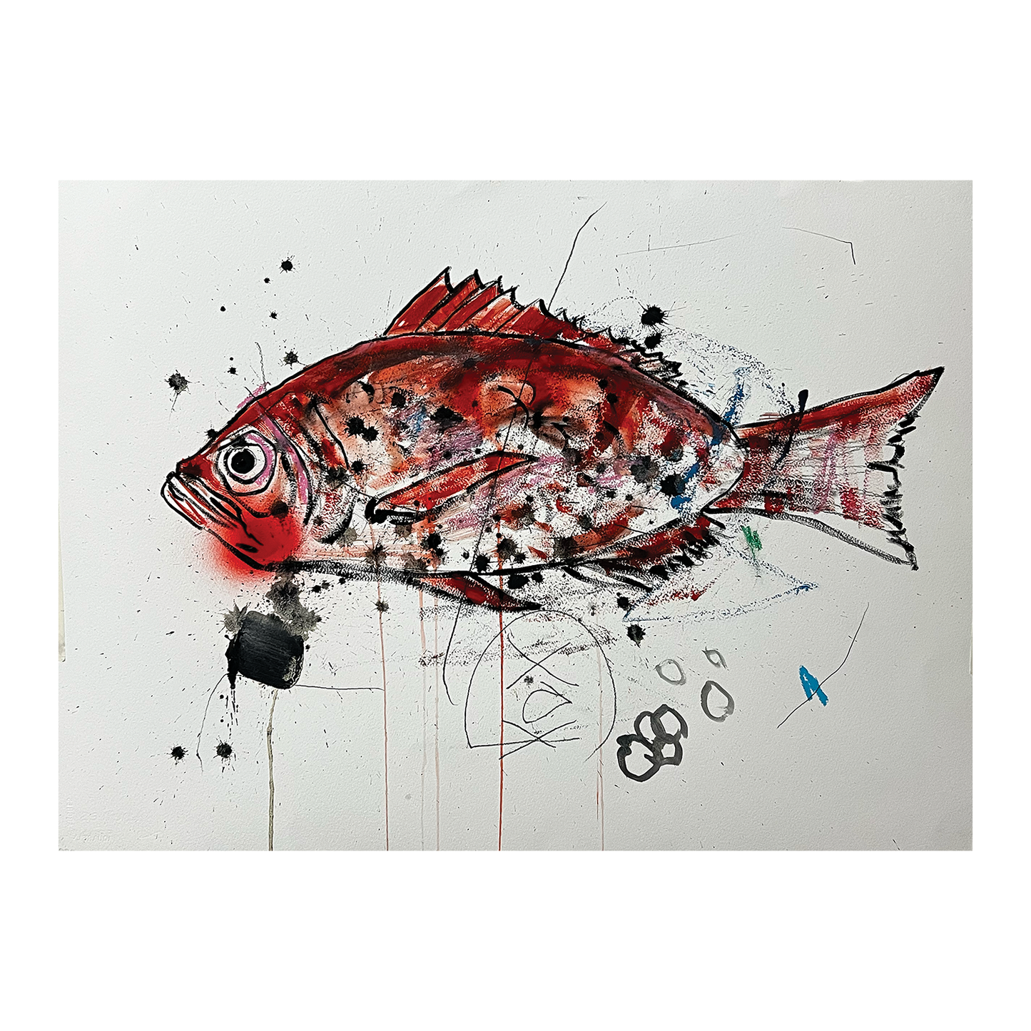 Phillip Nichols - Red Snapper