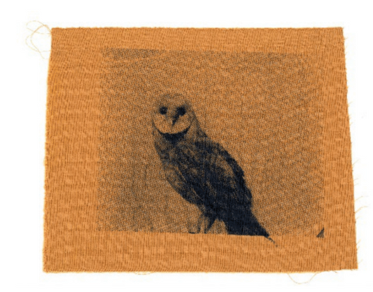 Trespasser - Deanna Pizzitelli - Owl, II 2024 (Copy)