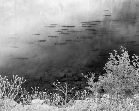 Trespasser - Garrett Grove - Untitled (Spawning Coho), 2016