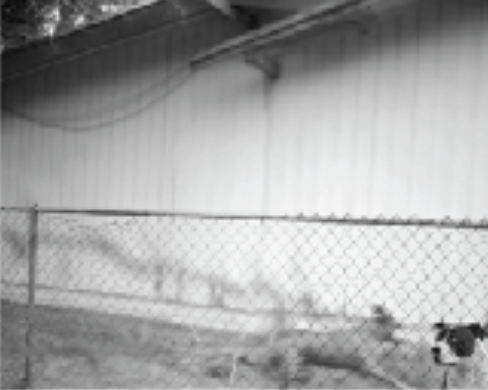 Trespasser - Matthew Genitempo Untitled 5 (Dogbreath)
