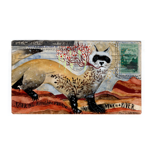 Blur : Diana Sudyka - Black-footed Ferret - South Dakota